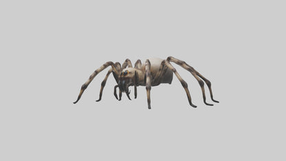 3D model Giant Spider VR / AR / low-poly