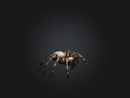 3D model Giant Spider VR / AR / low-poly