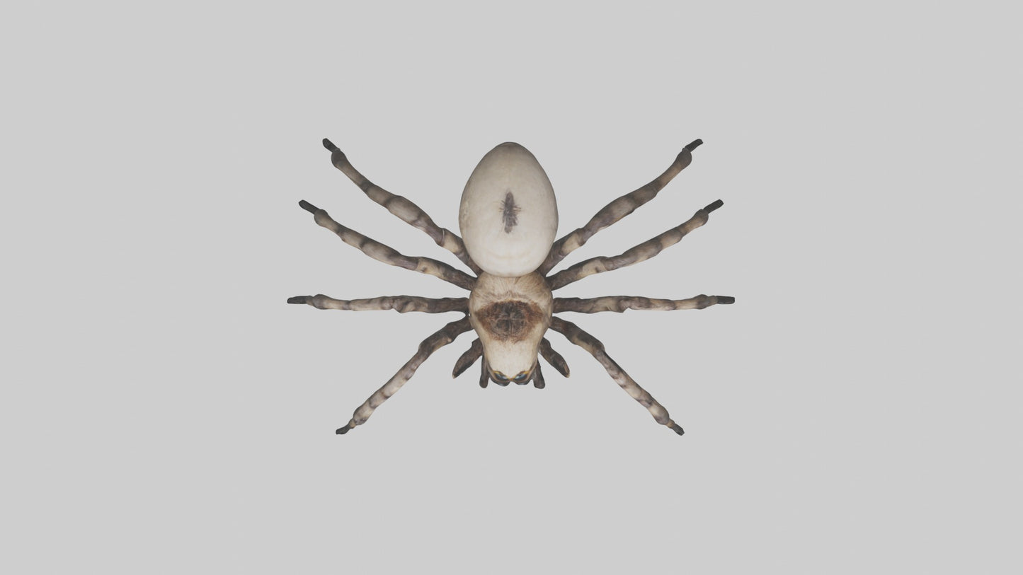 3D model Giant Spider VR / AR / low-poly