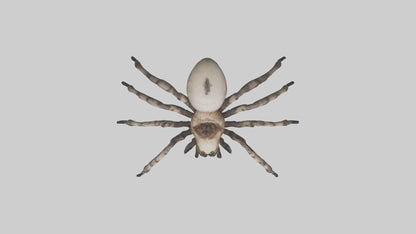 3D model Giant Spider VR / AR / low-poly