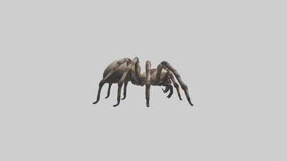3D model Giant Spider VR / AR / low-poly