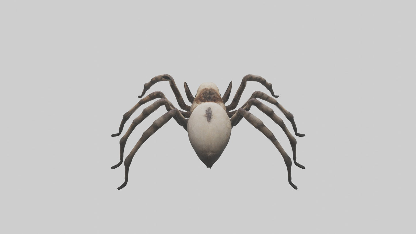 3D model Giant Spider VR / AR / low-poly