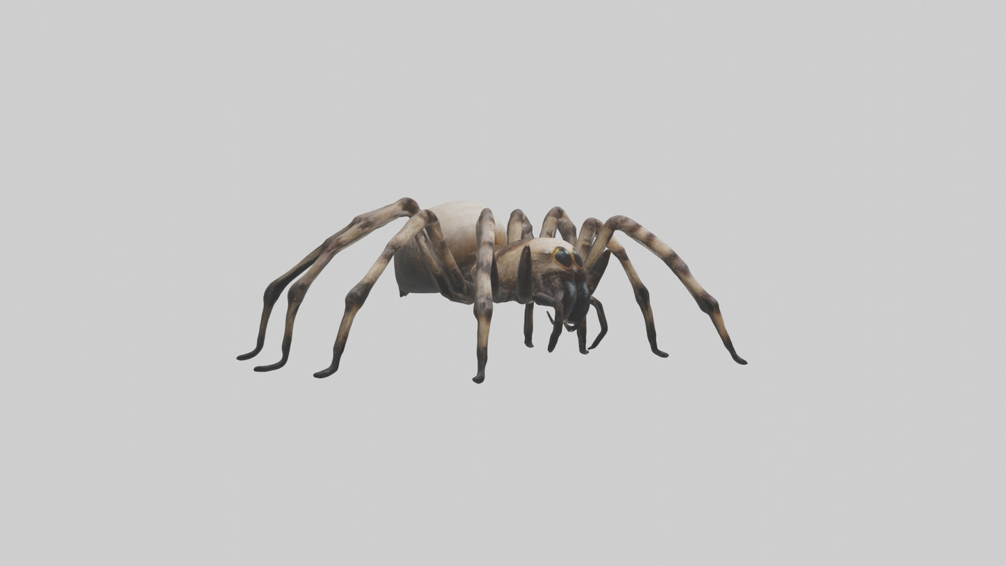 3D model Giant Spider VR / AR / low-poly