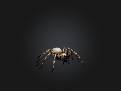 3D model Giant Spider VR / AR / low-poly