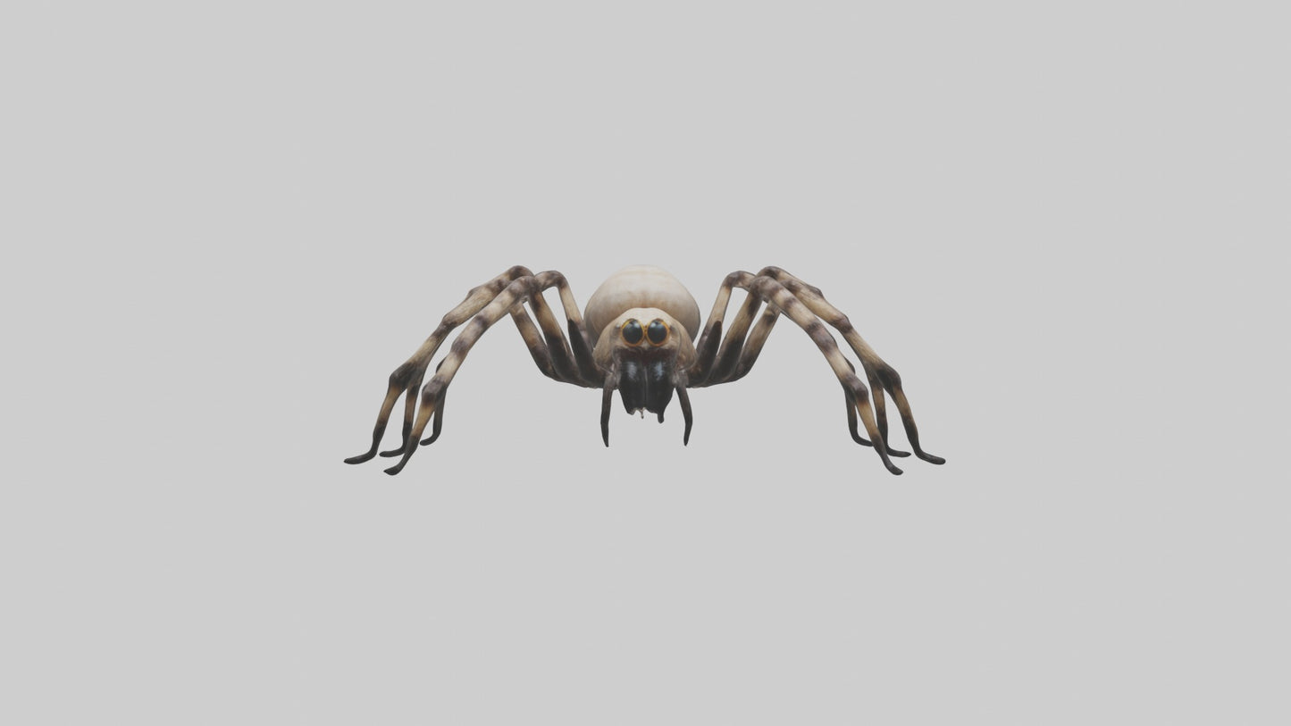 3D model Giant Spider VR / AR / low-poly