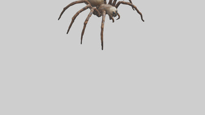 Giant Spider model VR / AR / low-poly
