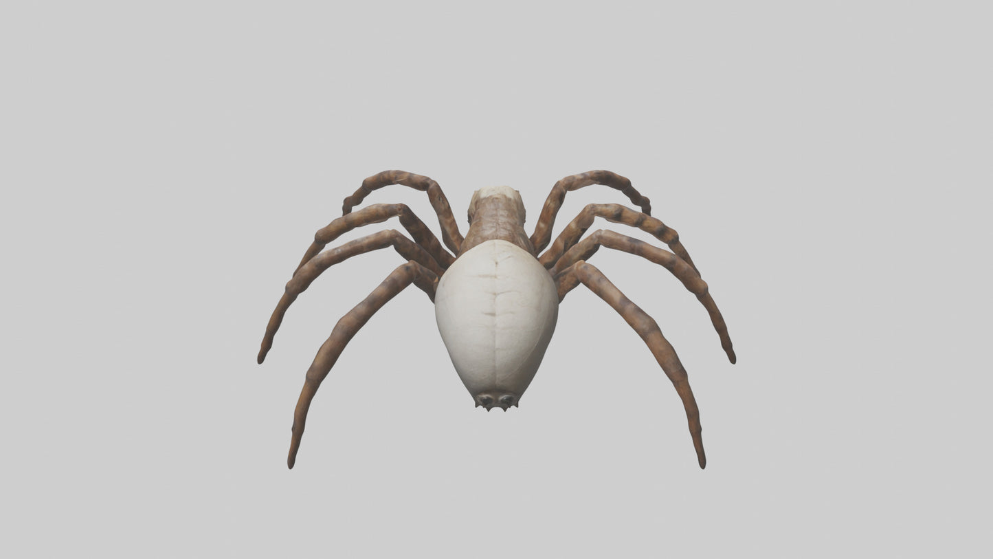 Giant Spider model VR / AR / low-poly