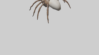 Giant Spider model VR / AR / low-poly