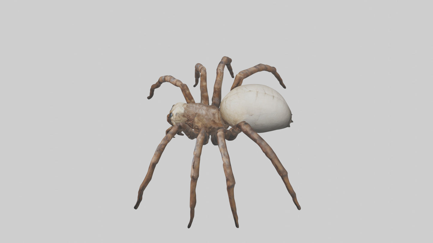Giant Spider model VR / AR / low-poly