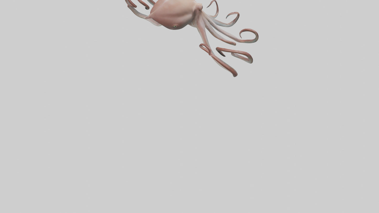 3D model Giant Squid gliding model VR / AR / low-poly