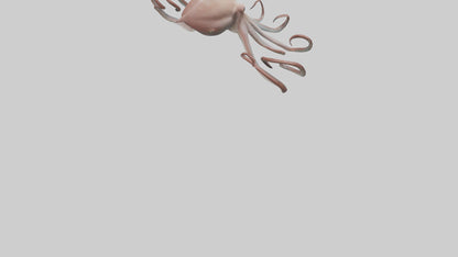 3D model Giant Squid gliding model VR / AR / low-poly
