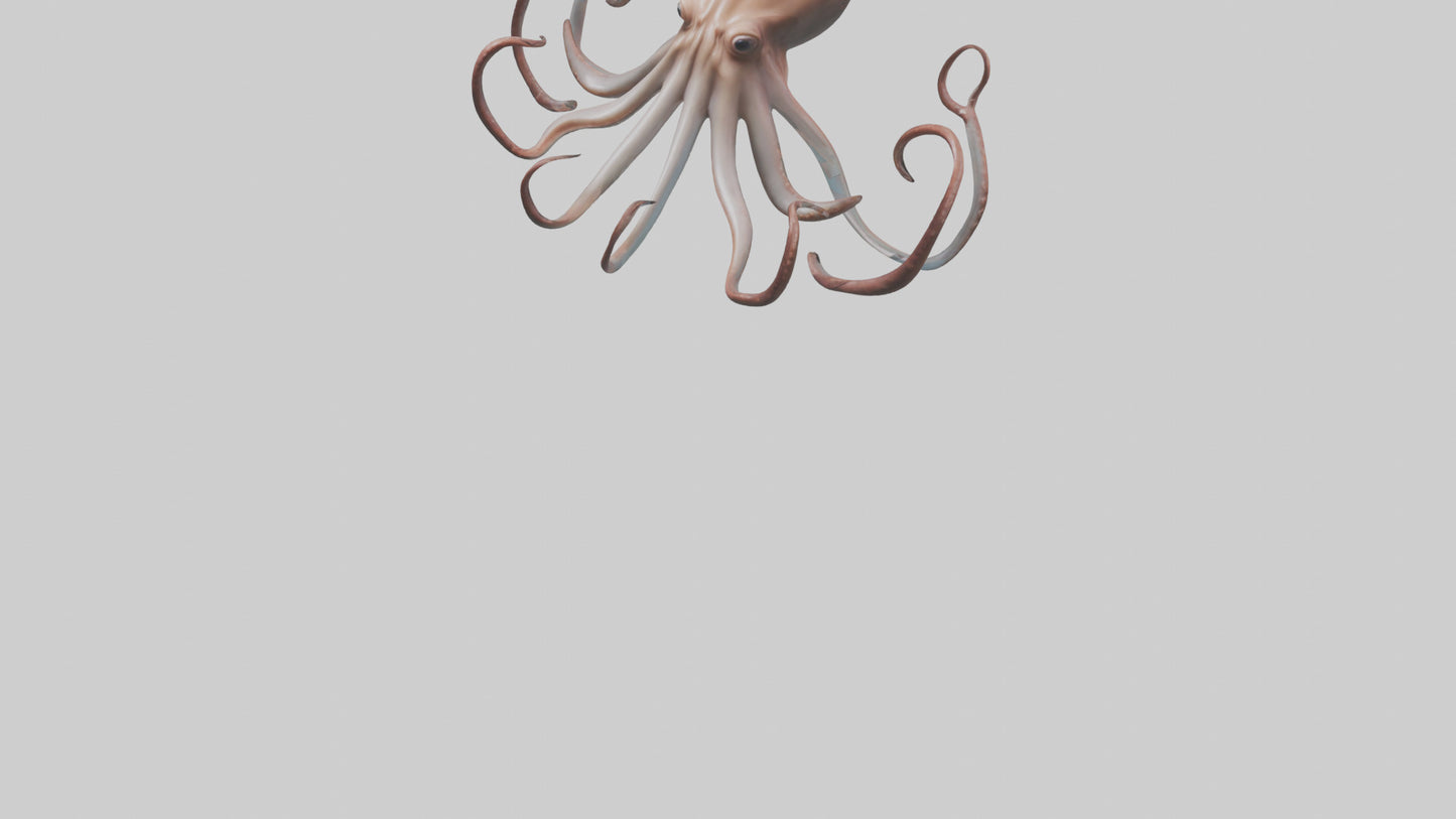 3D model Giant Squid gliding model VR / AR / low-poly