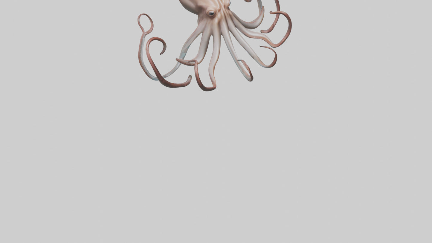 3D model Giant Squid gliding model VR / AR / low-poly
