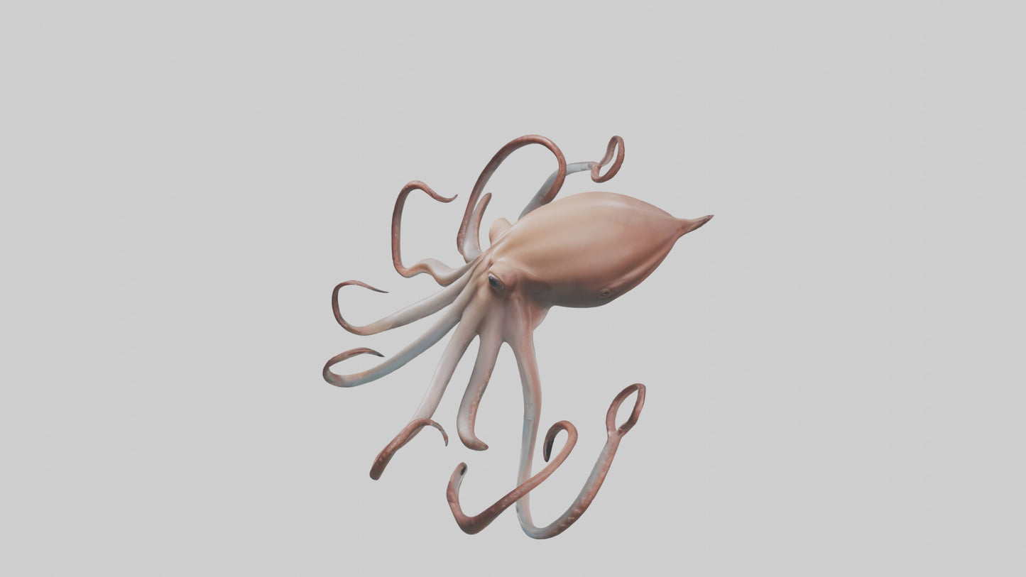 3D model Giant Squid gliding model VR / AR / low-poly