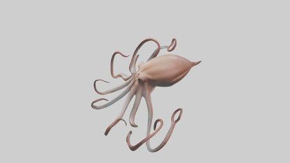 3D model Giant Squid gliding model VR / AR / low-poly