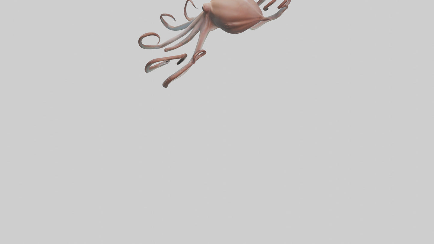 3D model Giant Squid gliding model VR / AR / low-poly