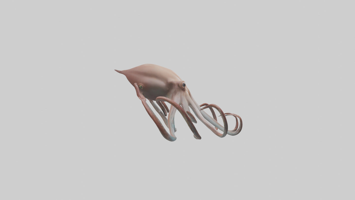 3D model Giant Squid gliding model VR / AR / low-poly