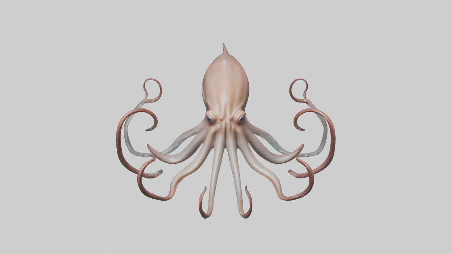 3D model Giant Squid gliding model VR / AR / low-poly