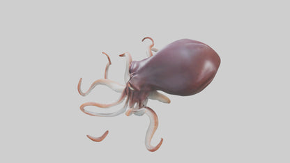 3D model Giant Squid propelling model VR / AR / low-poly