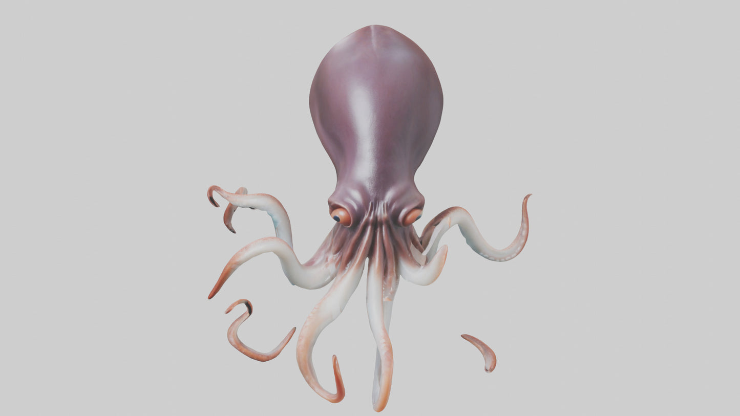 3D model Giant Squid propelling model VR / AR / low-poly