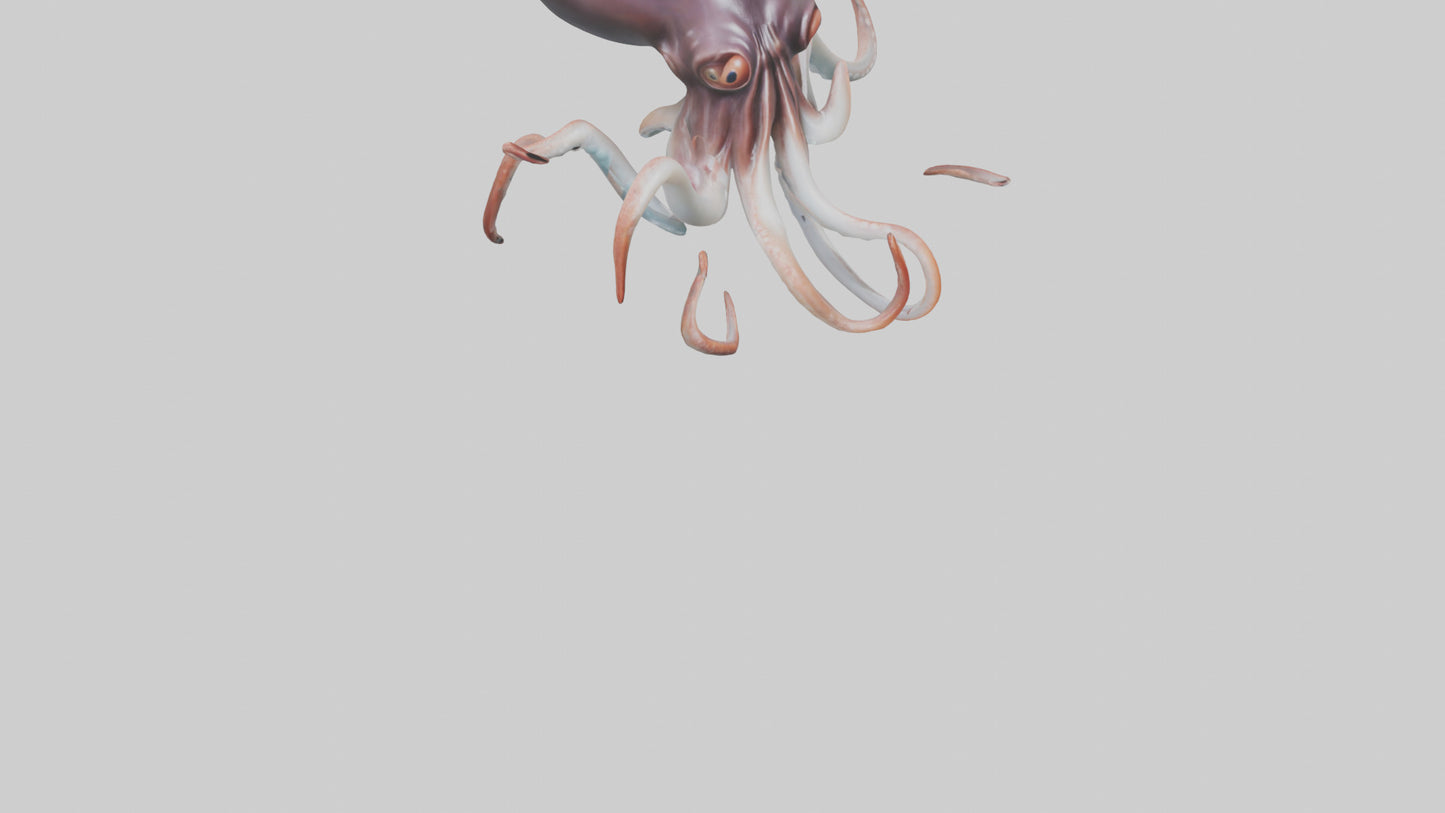3D model Giant Squid propelling model VR / AR / low-poly