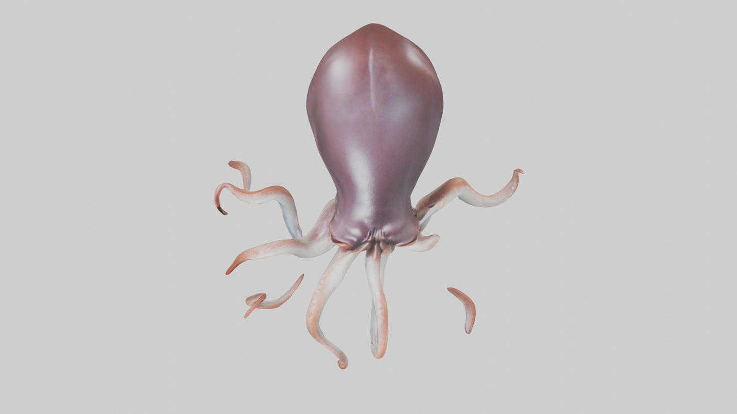 3D model Giant Squid propelling model VR / AR / low-poly