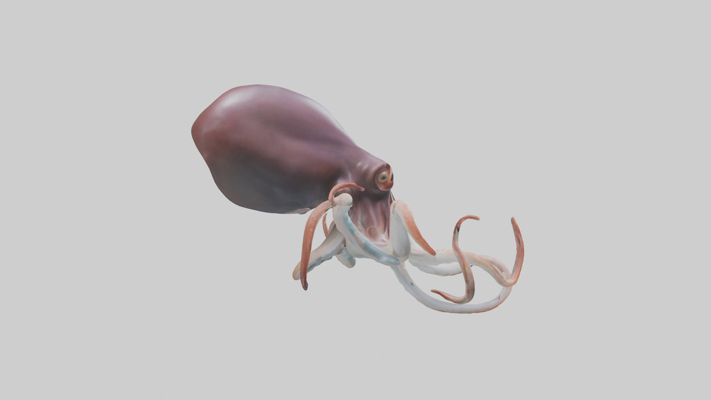 3D model Giant Squid propelling model VR / AR / low-poly