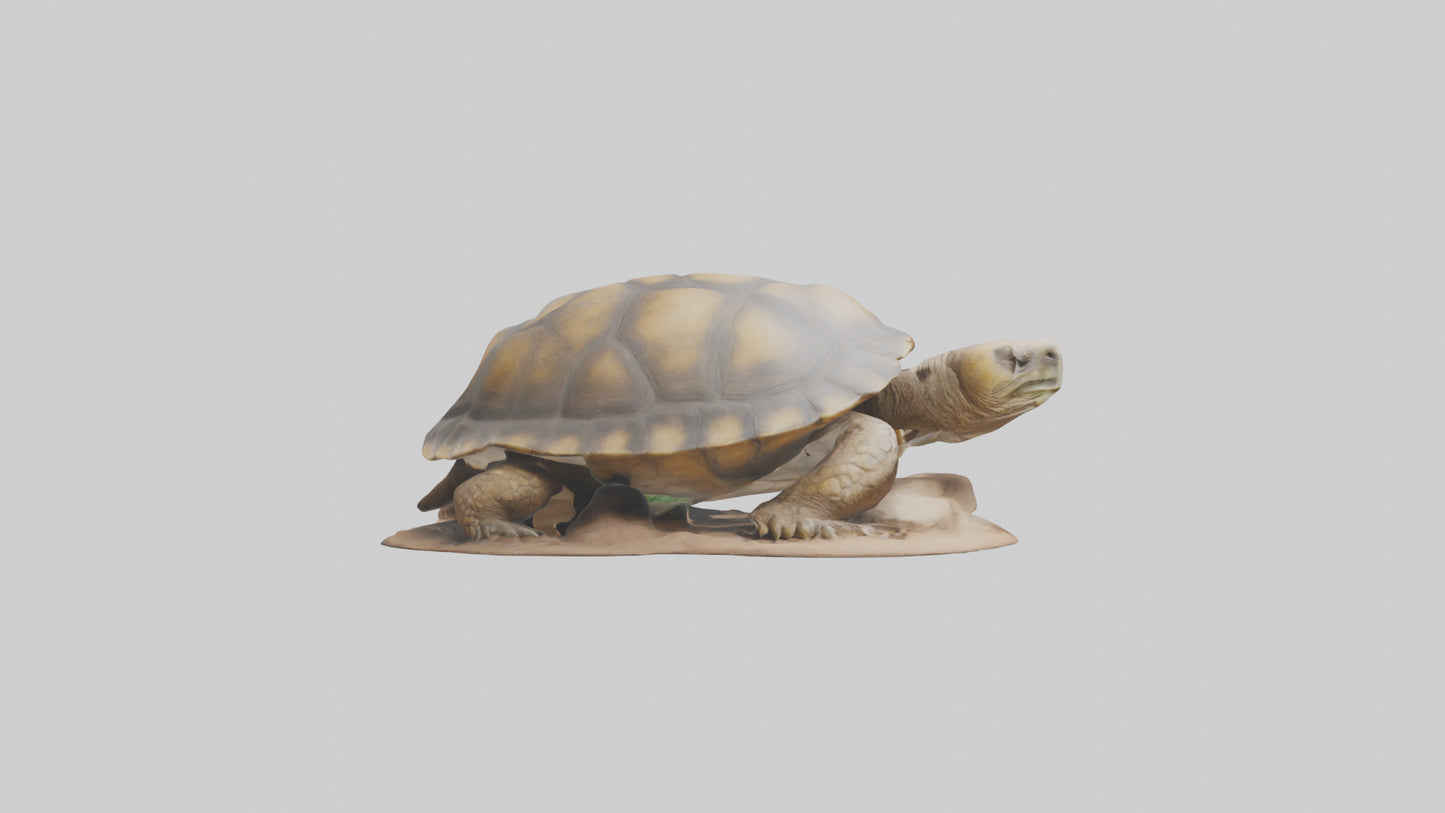 3D model Giant Tortoise sitting model VR / AR / low-poly