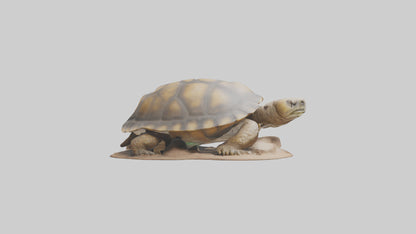 3D model Giant Tortoise sitting model VR / AR / low-poly