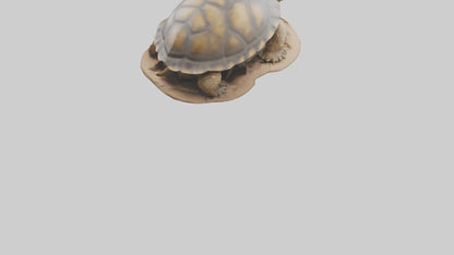 3D model Giant Tortoise sitting model VR / AR / low-poly