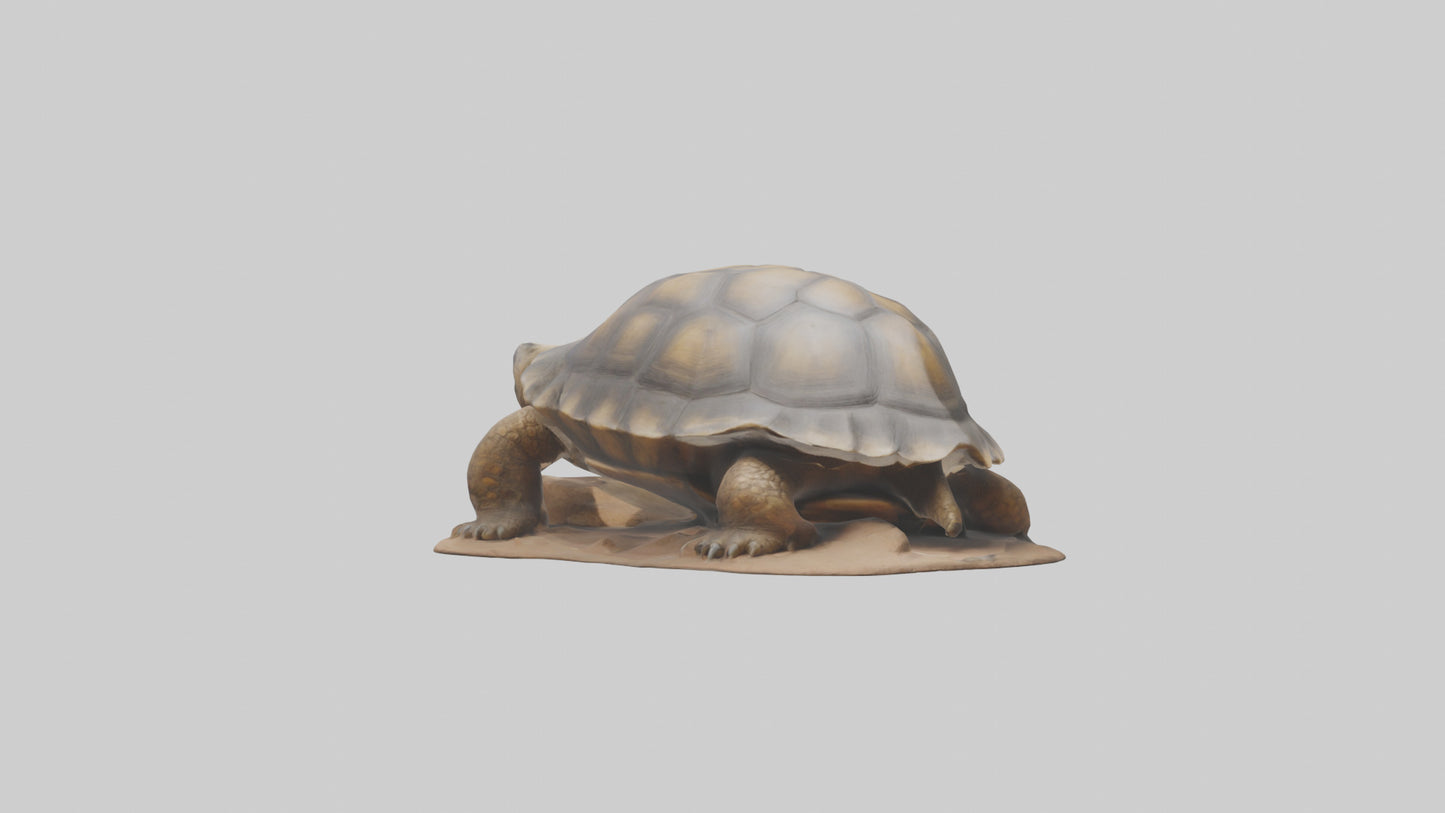 3D model Giant Tortoise sitting model VR / AR / low-poly