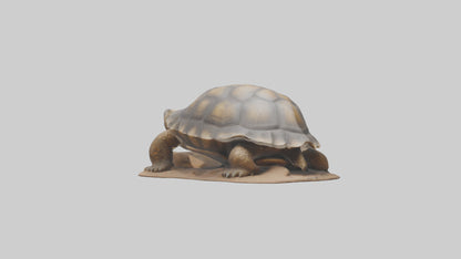3D model Giant Tortoise sitting model VR / AR / low-poly