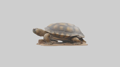 3D model Giant Tortoise sitting model VR / AR / low-poly