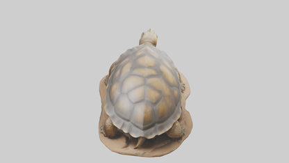 3D model Giant Tortoise sitting model VR / AR / low-poly