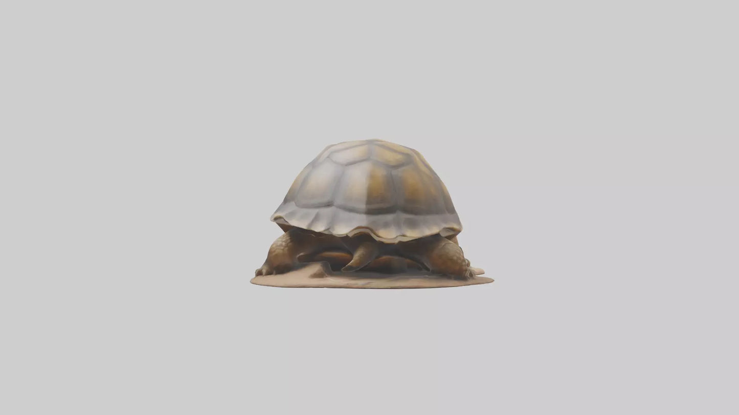 3D model Giant Tortoise sitting model VR / AR / low-poly
