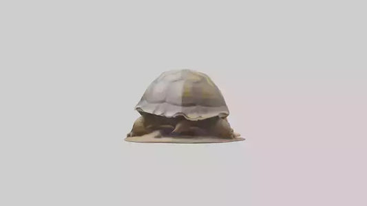 3D model Giant Tortoise sitting model VR / AR / low-poly