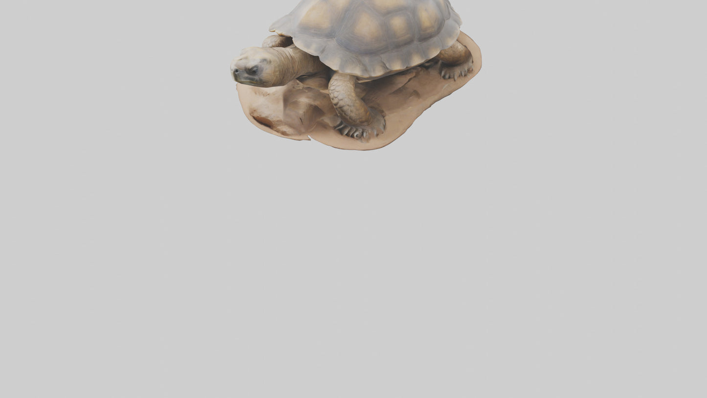 3D model Giant Tortoise sitting model VR / AR / low-poly