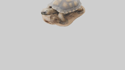 3D model Giant Tortoise sitting model VR / AR / low-poly
