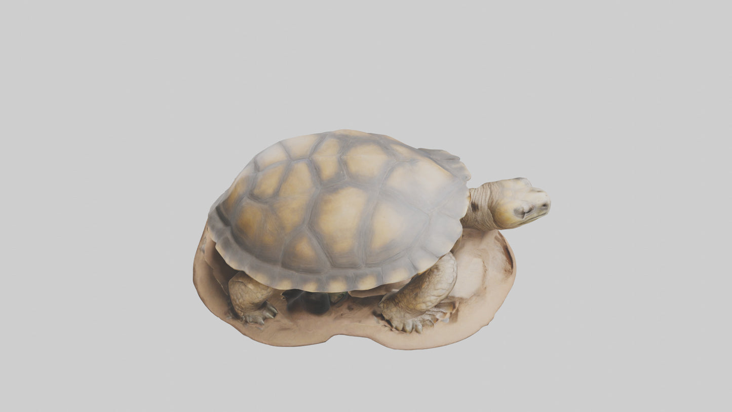 3D model Giant Tortoise sitting model VR / AR / low-poly