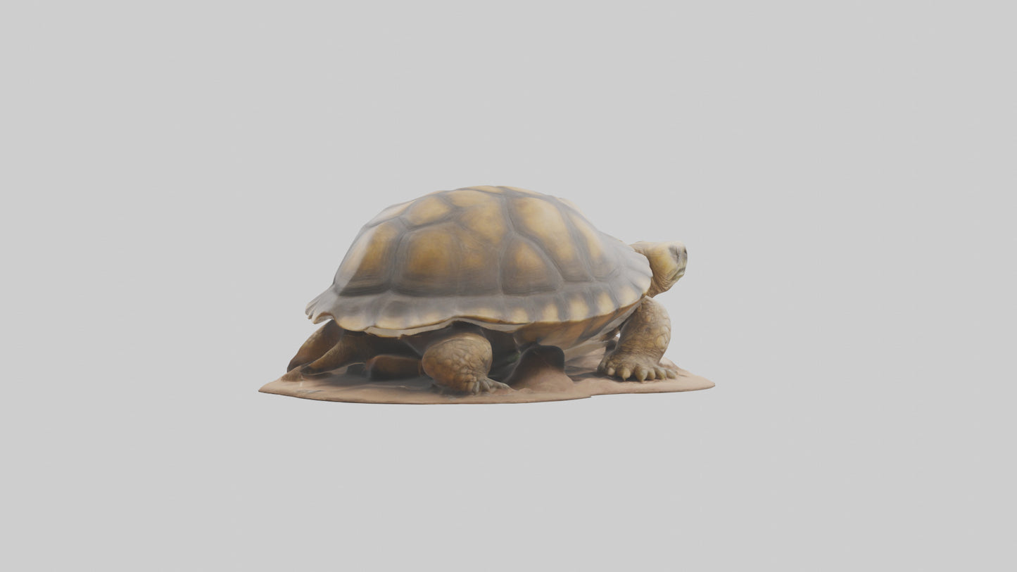 3D model Giant Tortoise sitting model VR / AR / low-poly