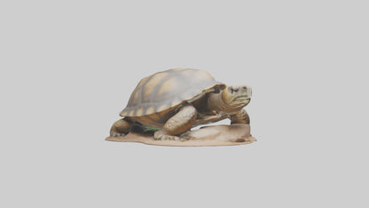 3D model Giant Tortoise sitting model VR / AR / low-poly