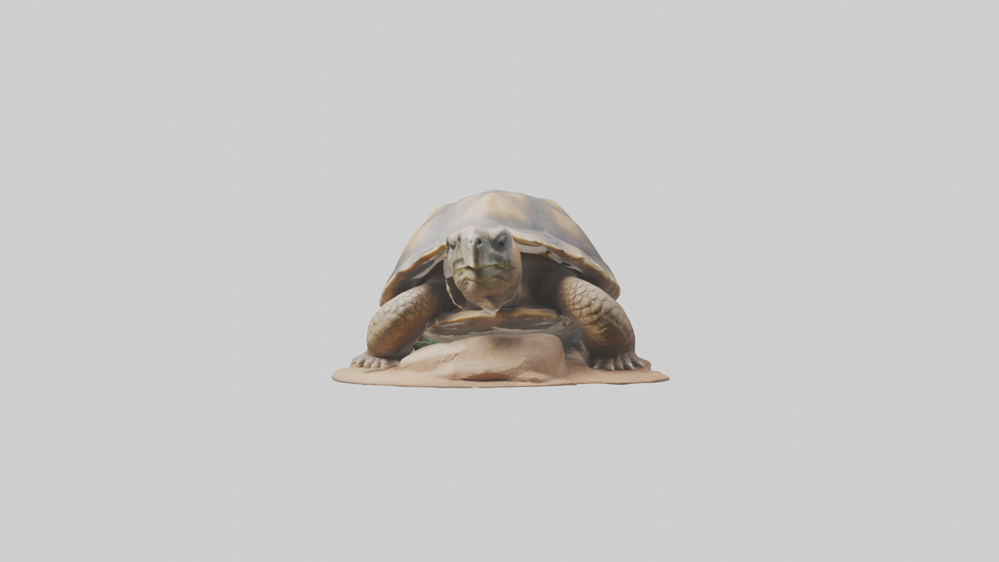 3D model Giant Tortoise sitting model VR / AR / low-poly