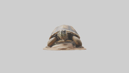 3D model Giant Tortoise sitting model VR / AR / low-poly