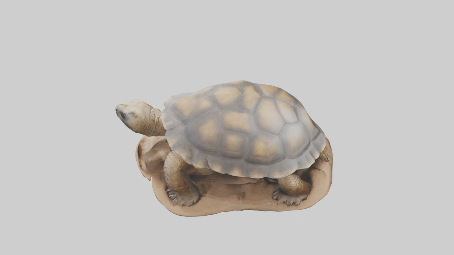 3D model Giant Tortoise sitting model VR / AR / low-poly