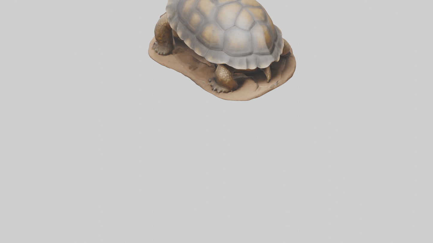 3D model Giant Tortoise sitting model VR / AR / low-poly