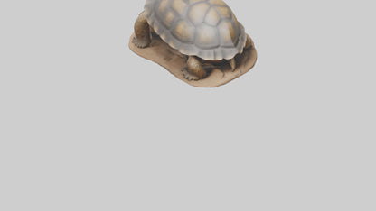 3D model Giant Tortoise sitting model VR / AR / low-poly