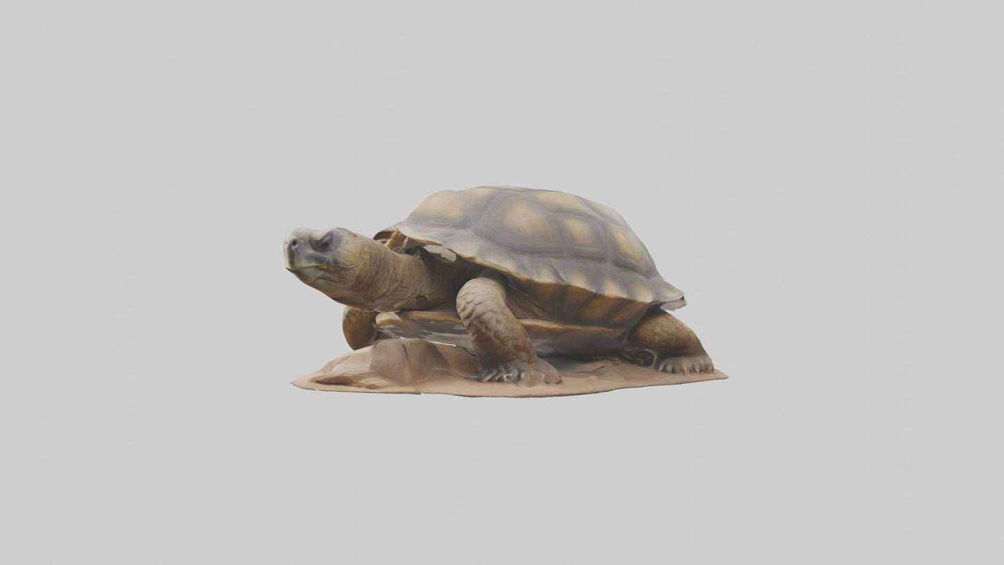 3D model Giant Tortoise sitting model VR / AR / low-poly