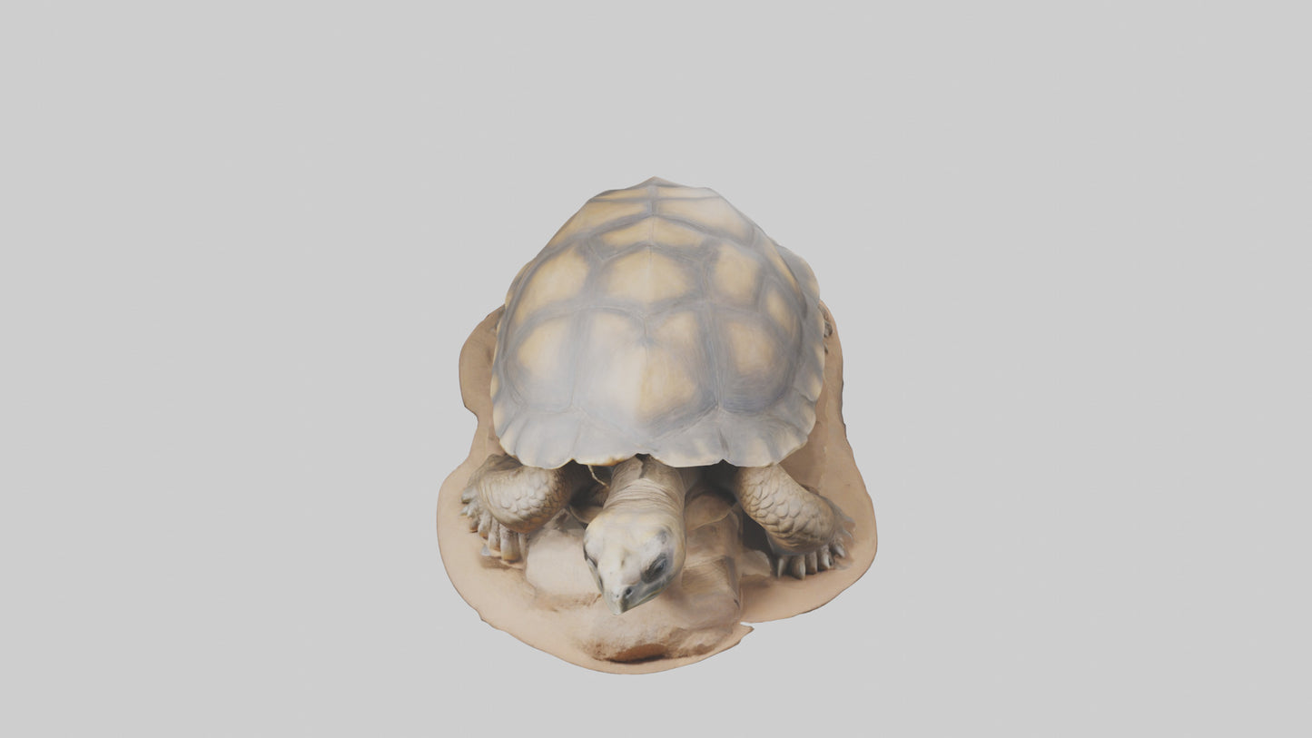 3D model Giant Tortoise sitting model VR / AR / low-poly