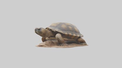 3D model Giant Tortoise sitting model VR / AR / low-poly