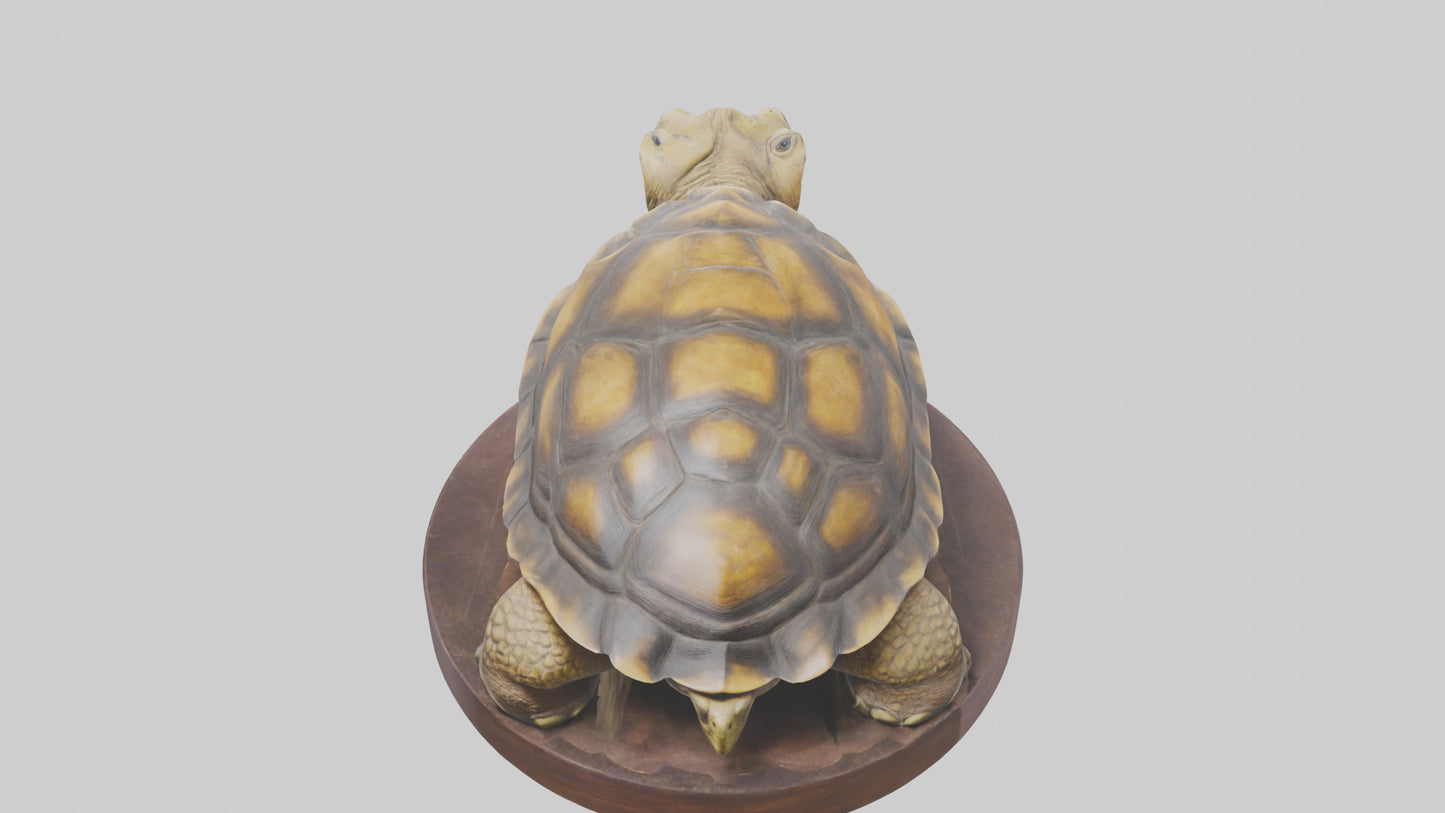 3D model Giant Tortoise statue model VR / AR / low-poly